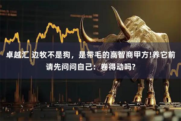 卓越汇 边牧不是狗，是带毛的高智商甲方!养它前请先问问自己：卷得动吗?